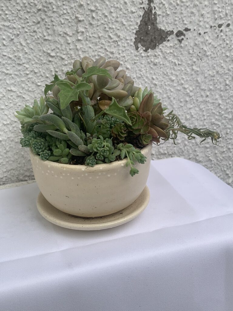 かわいい寄せ植えですね